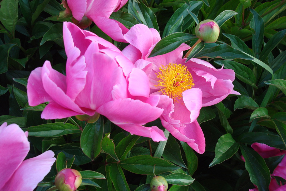 Photo of Sue's Colorado Peonies